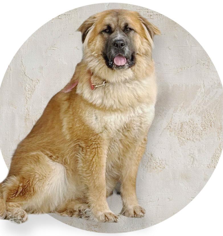 Cayenne, a Adoptable mixed breed in Jamul, CA image 3/3