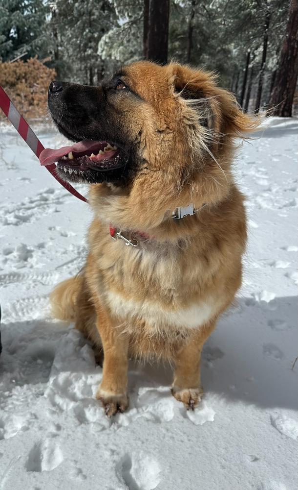 Cayenne, a Adoptable mixed breed in Jamul, CA image 4/5