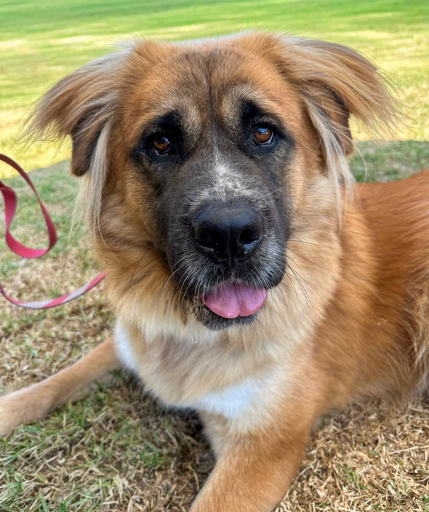 Cayenne, a Adoptable mixed breed in Jamul, CA image 5/5