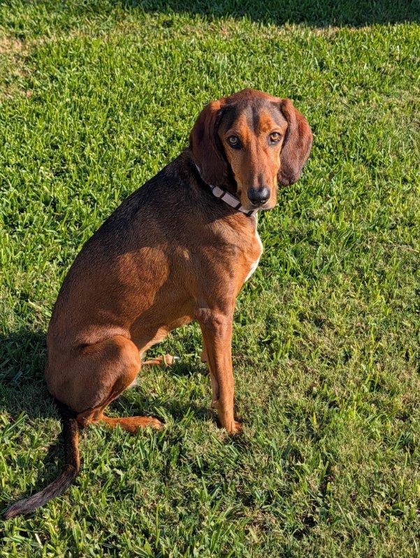 Enlarge Courtesy Listing- Ruby, a Adoptable Bluetick Coonhound in Tampa, FL image 2/3