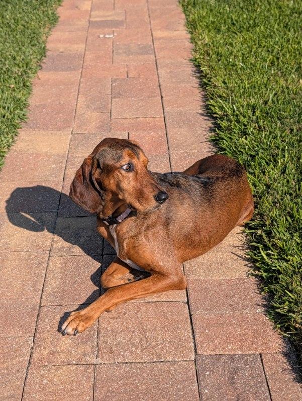 Enlarge Courtesy Listing- Ruby, a Adoptable Bluetick Coonhound in Tampa, FL image 3/3