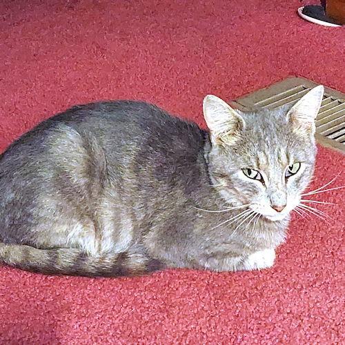 Enlarge Toby, a Adoptable Tabby in Rutherfordton, NC image 1/1