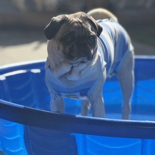 Jasper, Adoptable, Young Male Pug.