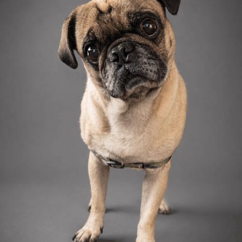 Enlarge Jasper, a Adoptable Pug in Seattle, WA image 2/4