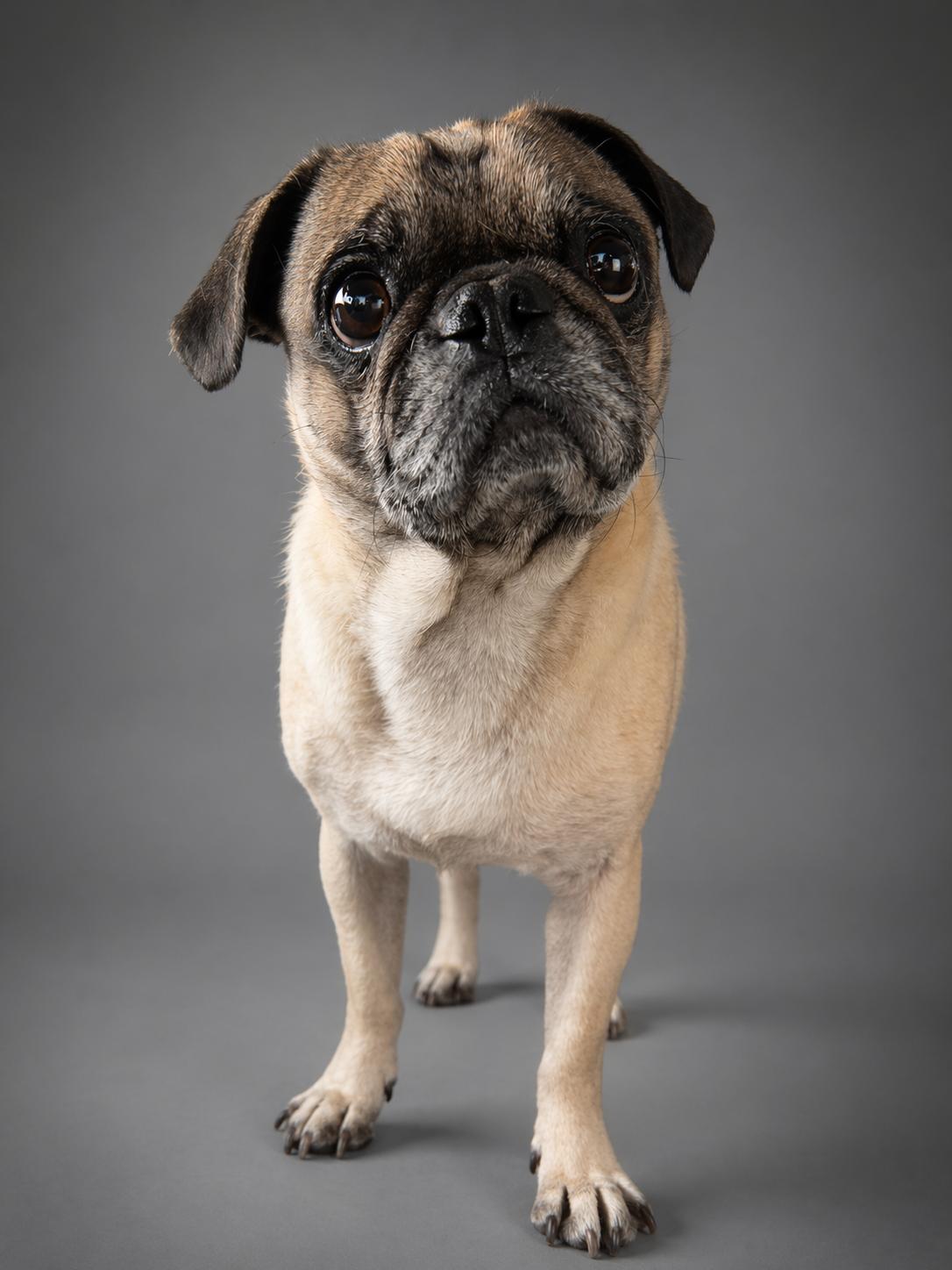 Enlarge Jasper, a Adoptable Pug in Seattle, WA image 3/4
