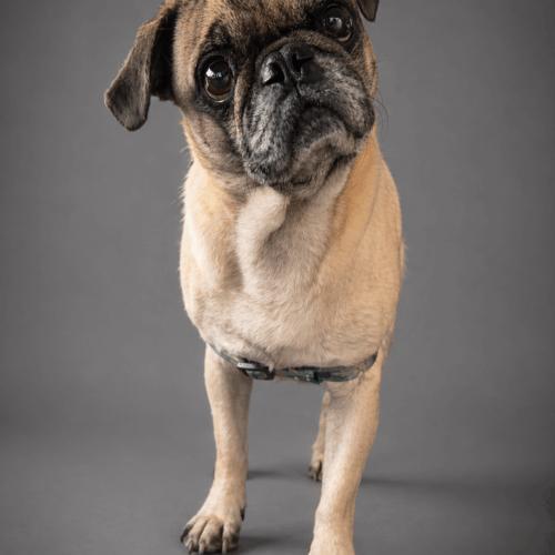 Enlarge Jasper, a Adoptable Pug in Seattle, WA image 4/4