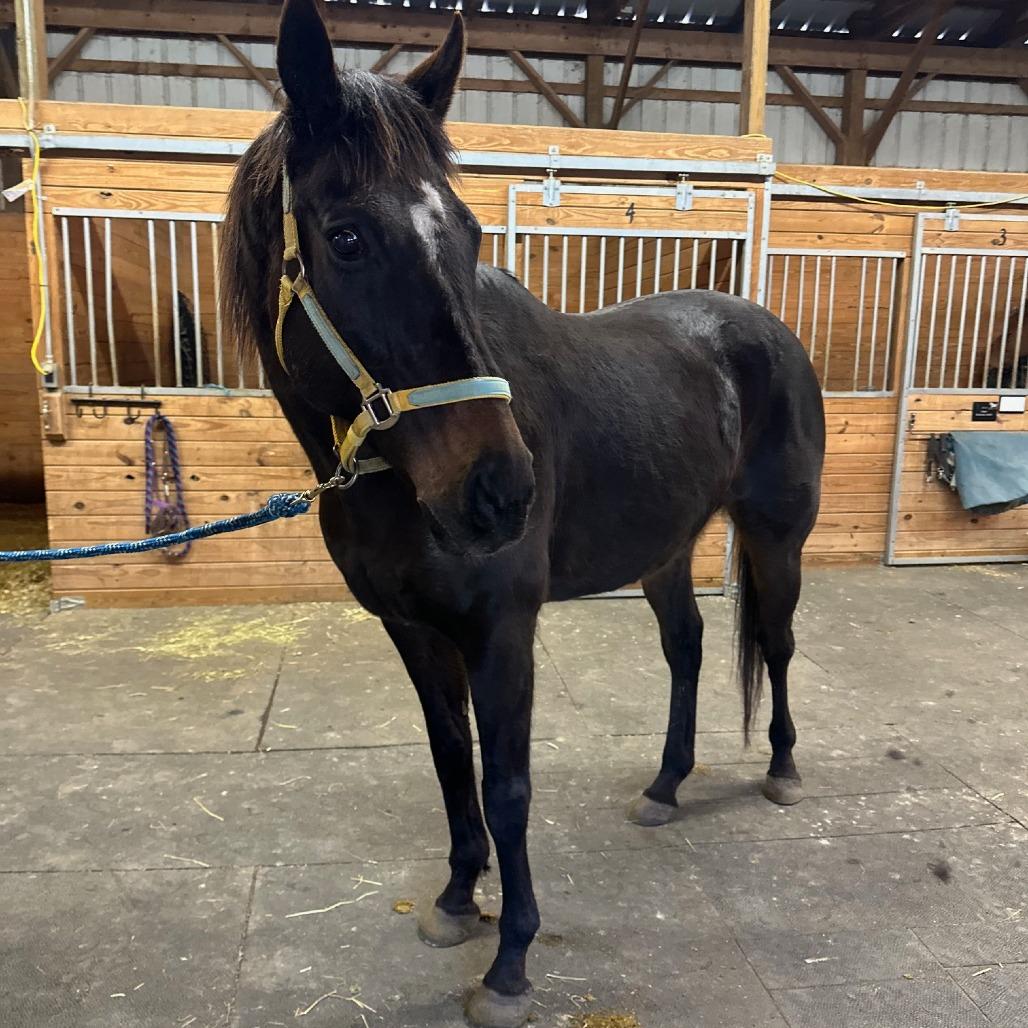 Loki - The Sundrop Kid, a Adoptable Thoroughbred in Fairport, NY image 1/4