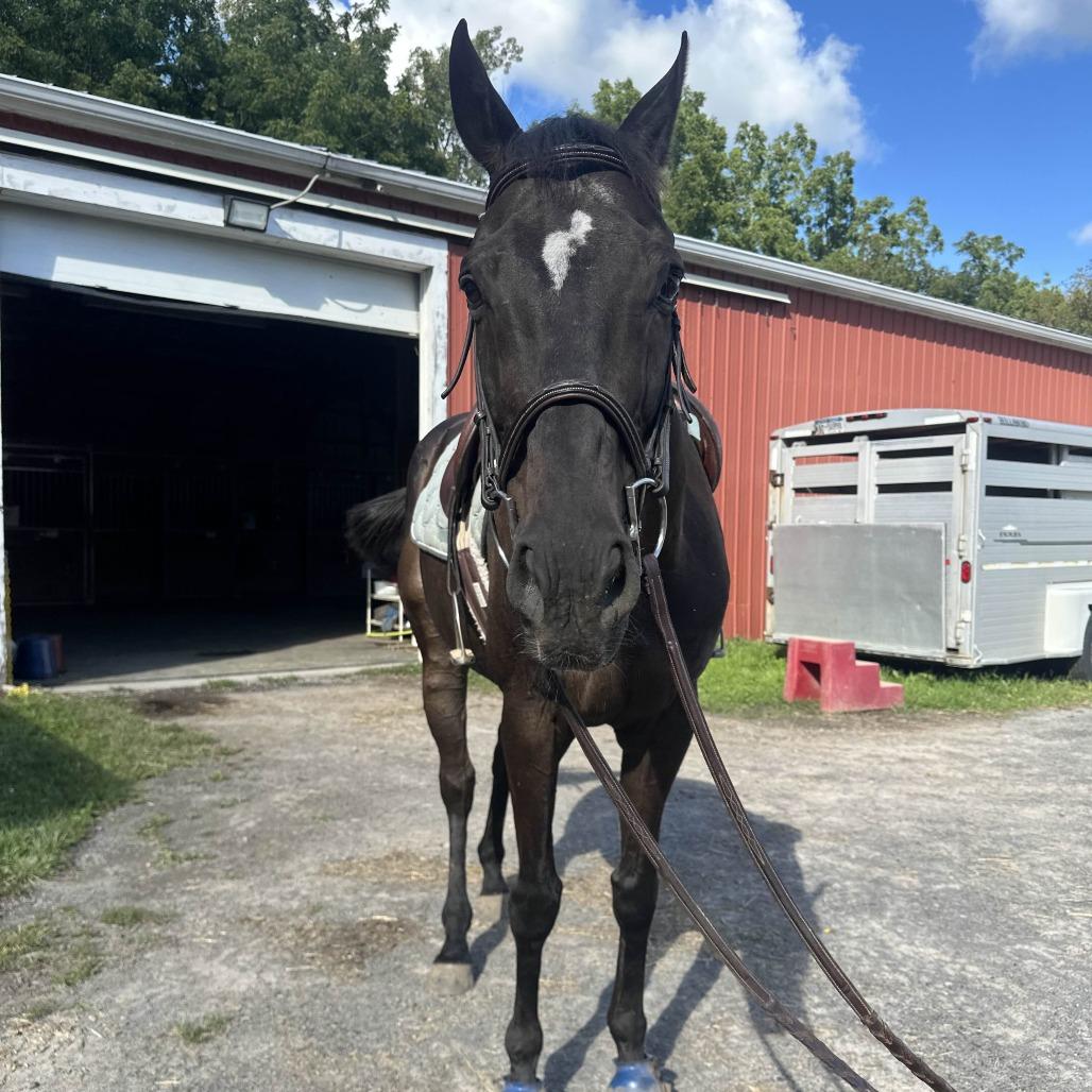 Enlarge Loki (The Sundrop Kid), a Adoptable Thoroughbred in Fairport, NY image 1/6