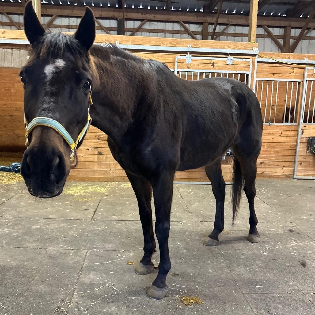 Loki - The Sundrop Kid, a Adoptable Thoroughbred in Fairport, NY image 2/4