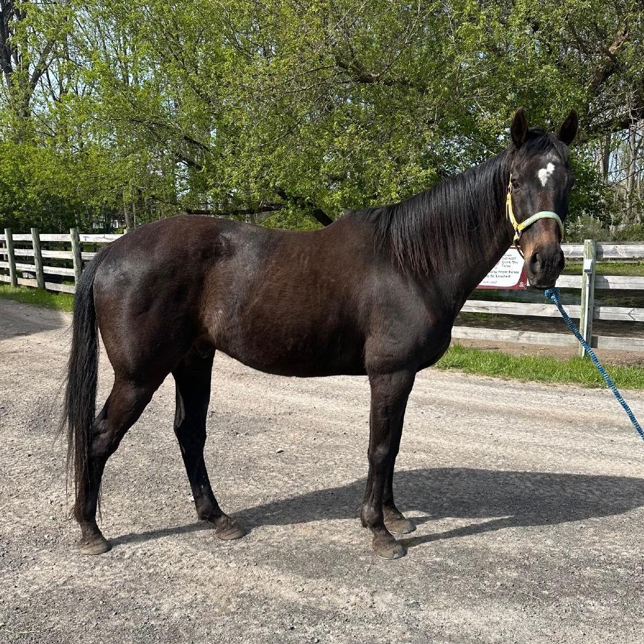 Loki - The Sundrop Kid, a Adoptable Thoroughbred in Fairport, NY image 3/4