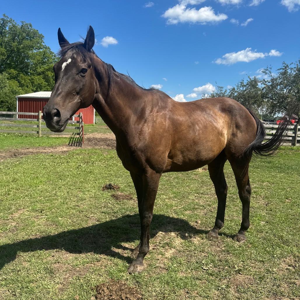 Enlarge Loki - The Sundrop Kid, a Adoptable Thoroughbred in Fairport, NY image 4/6