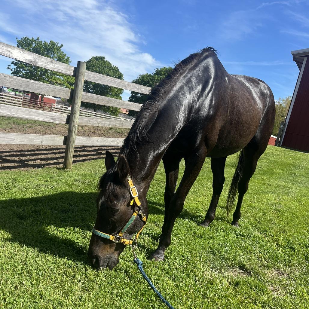 Enlarge Loki (The Sundrop Kid), a Adoptable Thoroughbred in Fairport, NY image 3/6