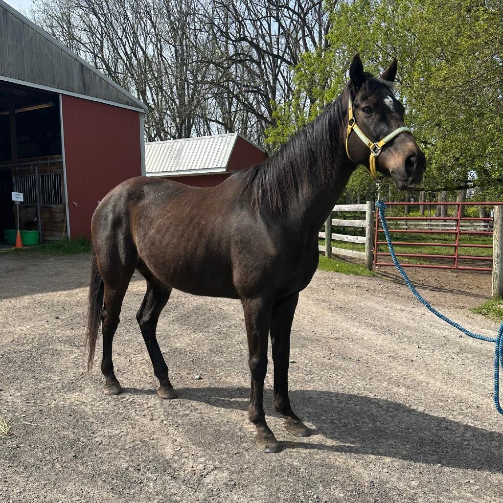 Loki - The Sundrop Kid, a Adoptable Thoroughbred in Fairport, NY image 4/4