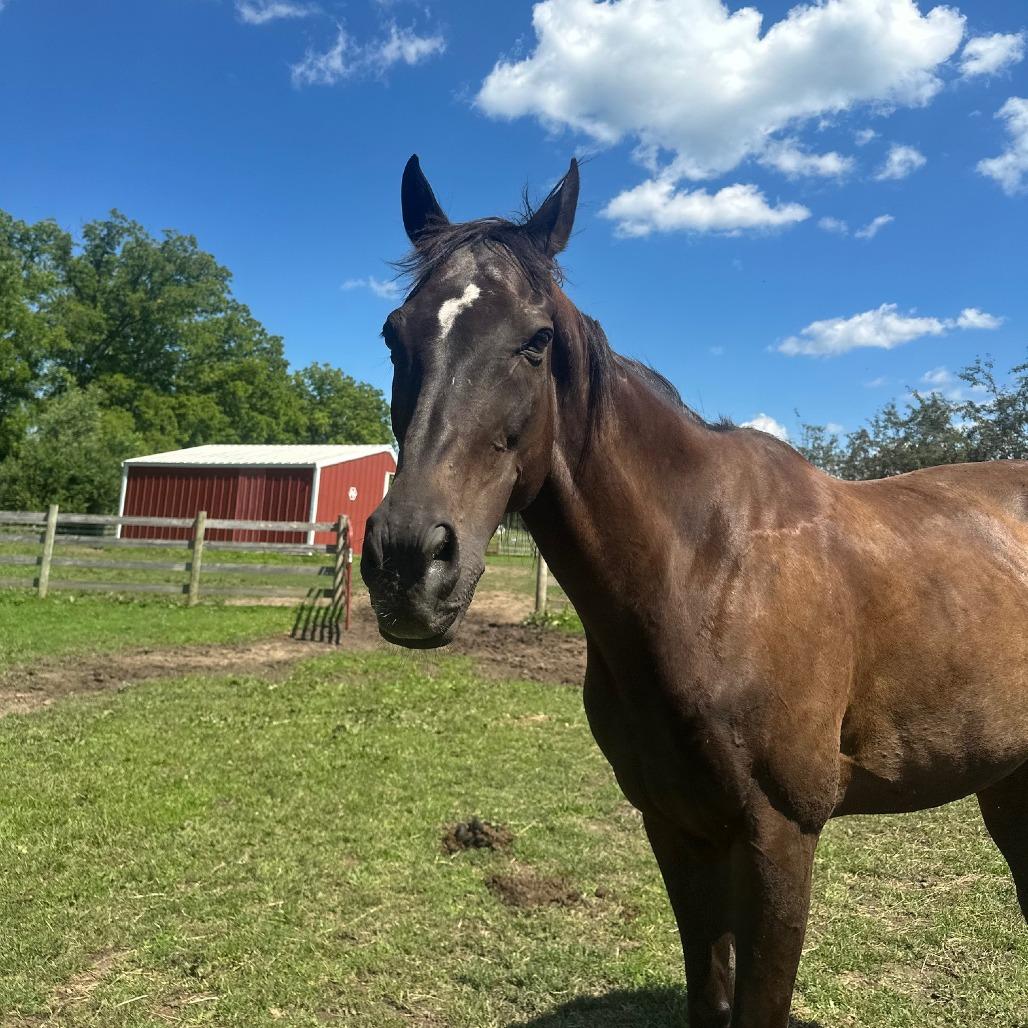 Enlarge Loki - The Sundrop Kid, a Adoptable Thoroughbred in Fairport, NY image 6/6