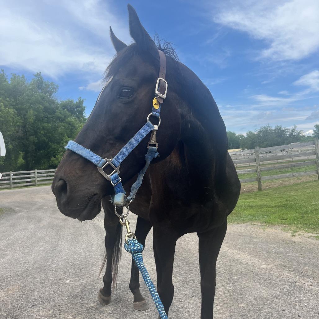 Enlarge Loki (The Sundrop Kid), a Adoptable Thoroughbred in Fairport, NY image 5/6