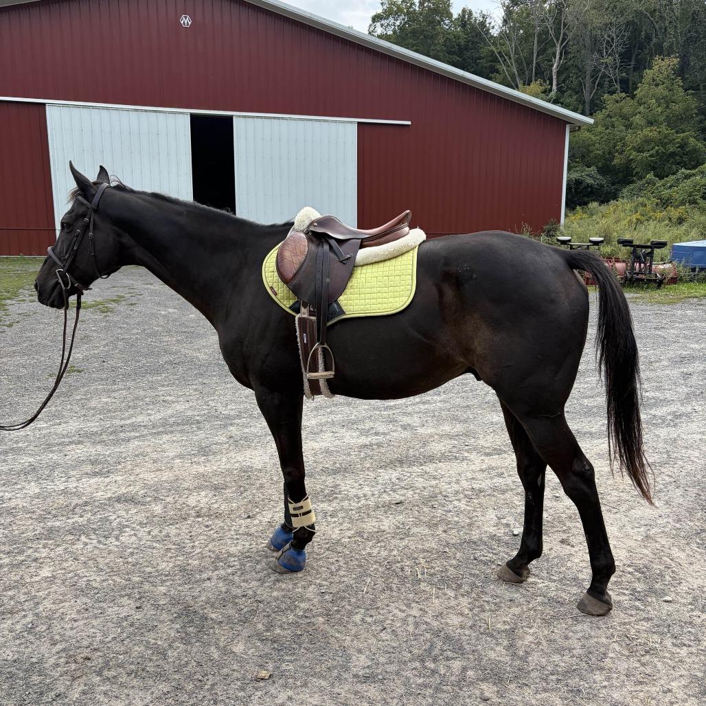 Enlarge Loki (The Sundrop Kid), a Adoptable Thoroughbred in Fairport, NY image 6/6