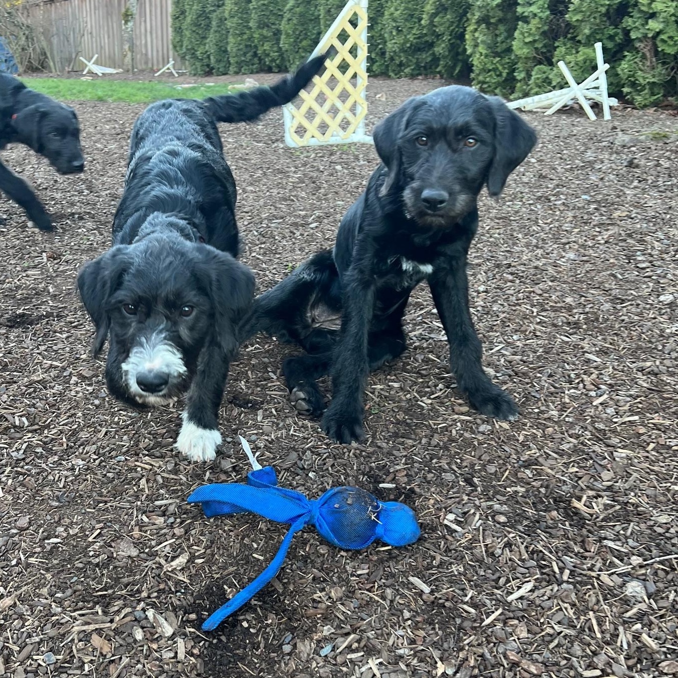 Enlarge Kristen, an adopted mixed breed in Portland, OR image 2/2