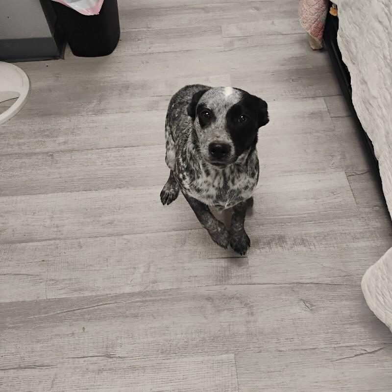 Mako 3-12-2026, a Adoptable Cattle Dog in Paris , TN image 2/2