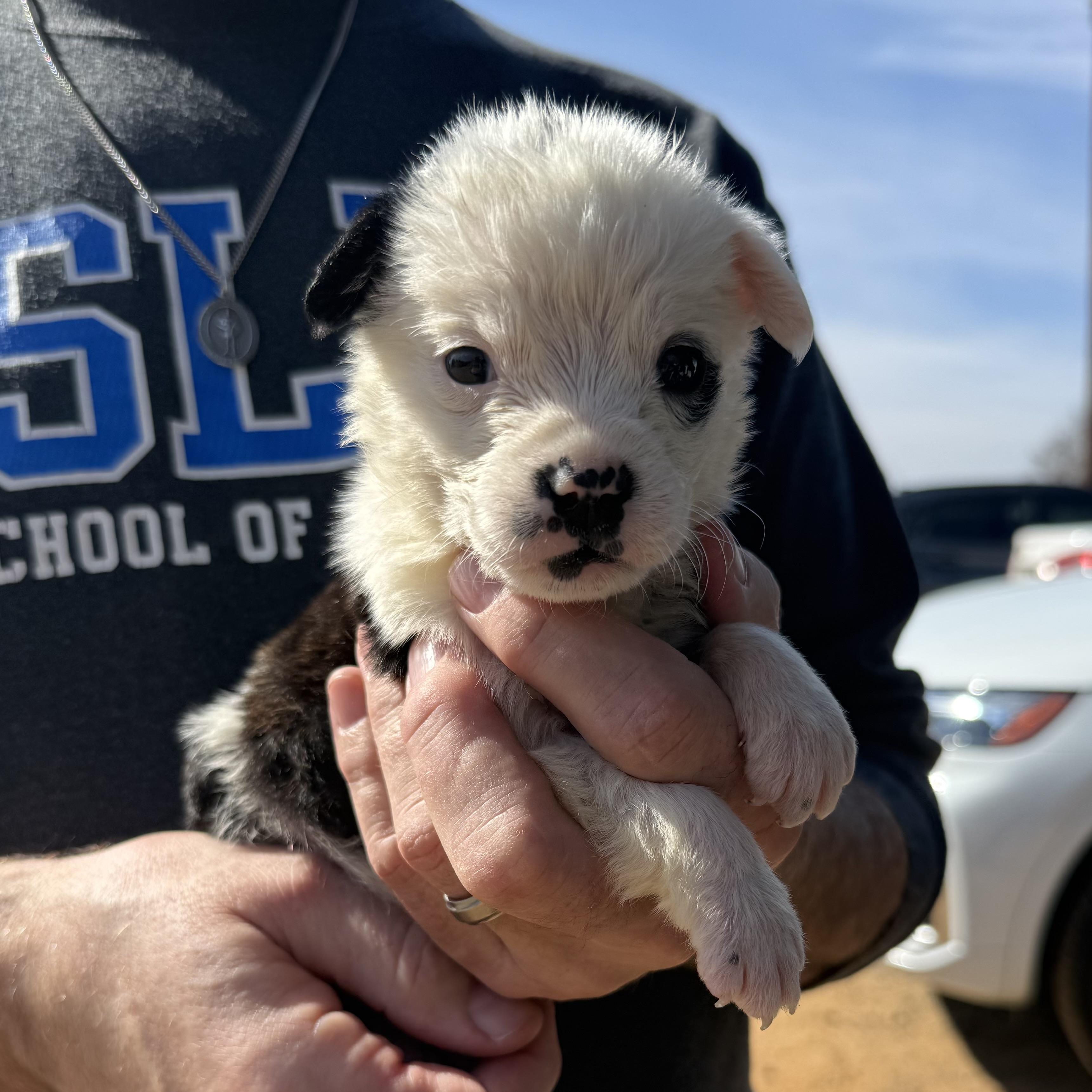 Easy Bake, an adopted Mixed Breed in Pound, VA image 3/3