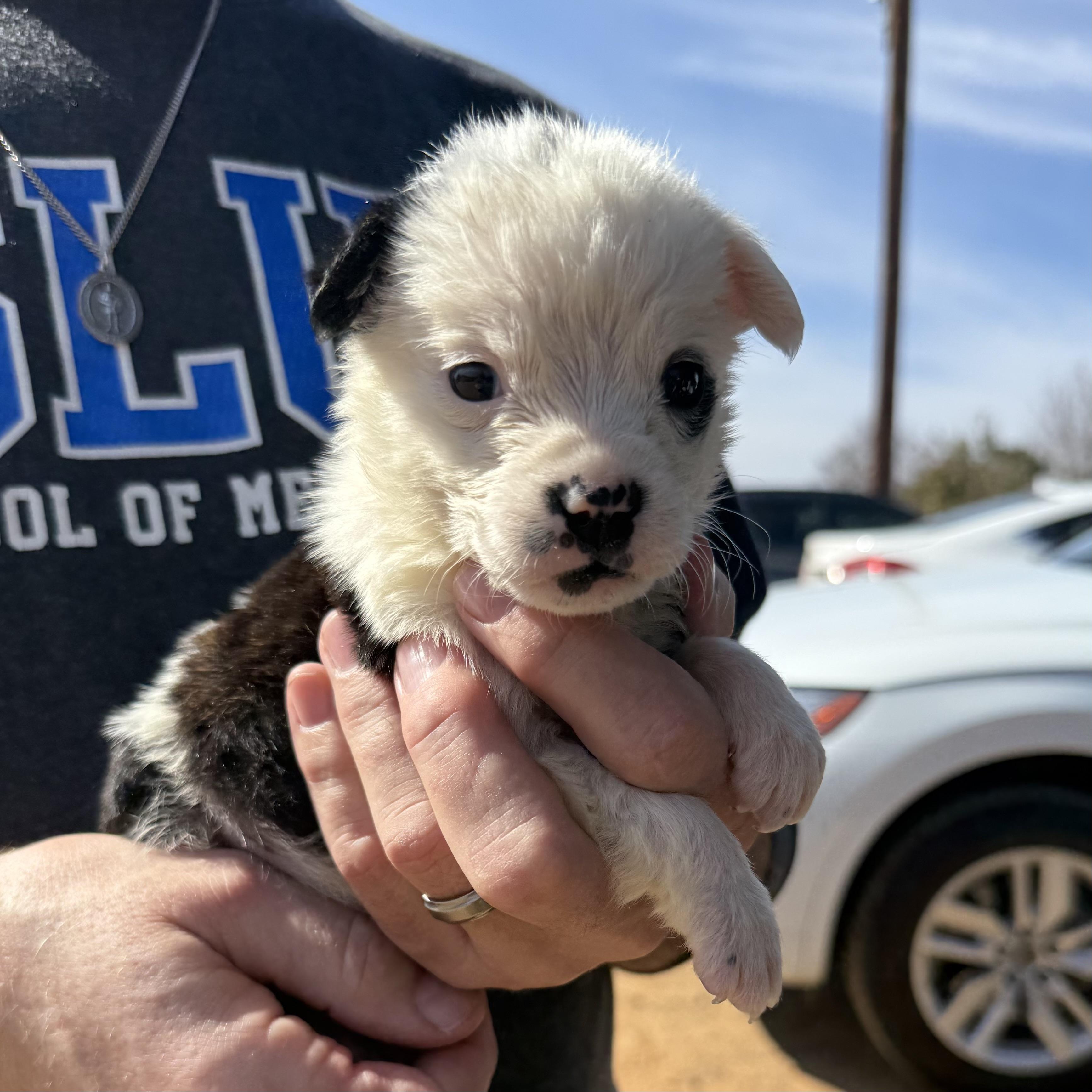 Easy Bake, an adopted Mixed Breed in Pound, VA image 1/3