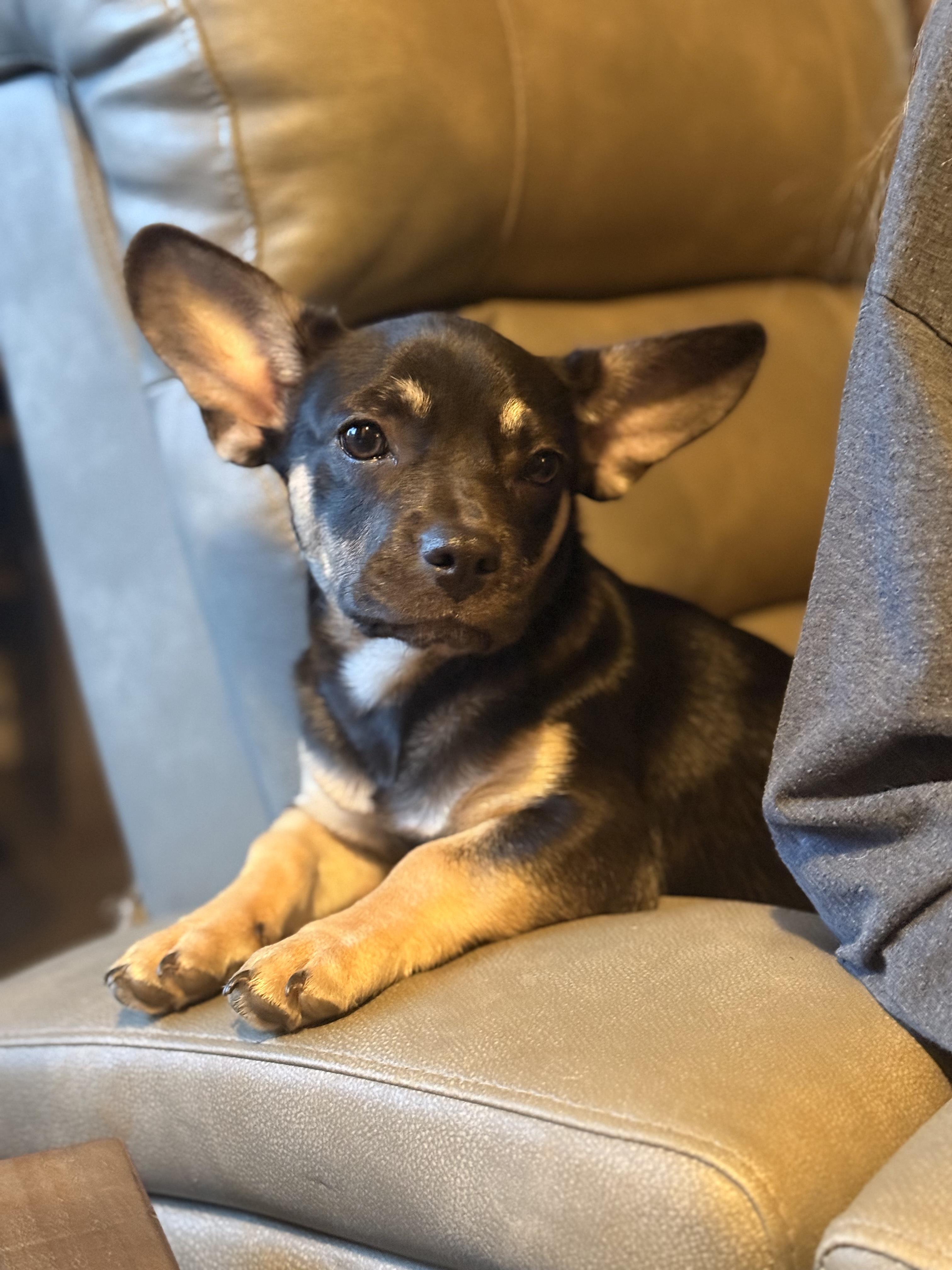 Enlarge Muffin, a Adoptable mixed breed in Georgetown , CA image 1/1