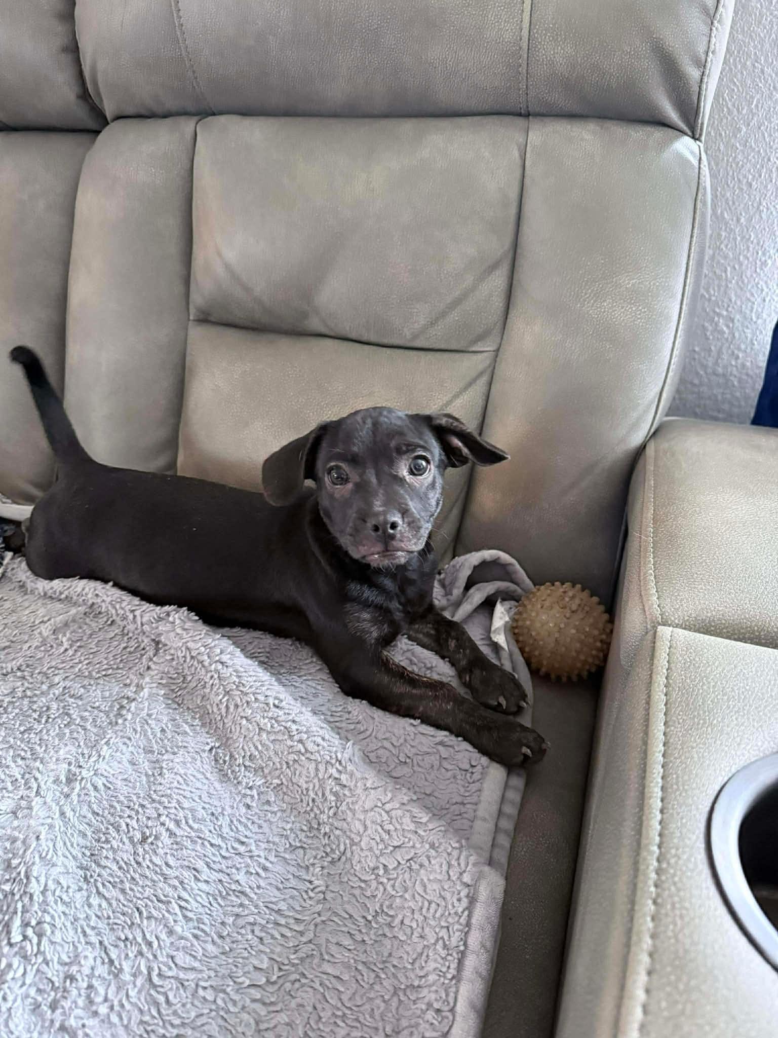 Muffin, Adoptable, Puppy Female French Bulldog & Chihuahua.