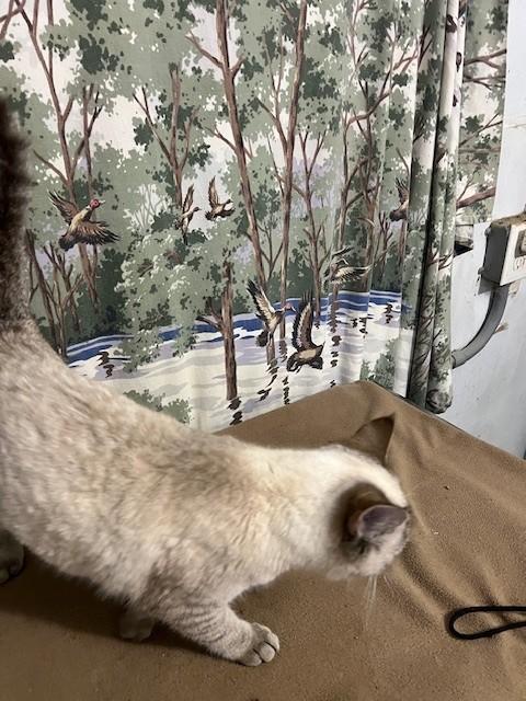 Enlarge Cottoney, an adoptable mixed breed in Allentown, PA image 4/4