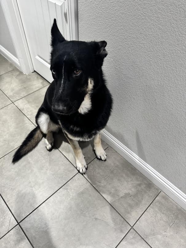 Ditch, a Adoptable Shepherd in Las Vegas, NV image 2/4