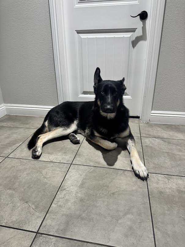 Ditch, a Adoptable Shepherd in Las Vegas, NV image 3/4