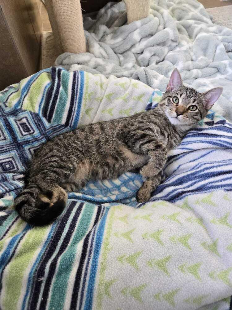 Dennis 1046, Adoptable, Adult Male Domestic Short Hair.