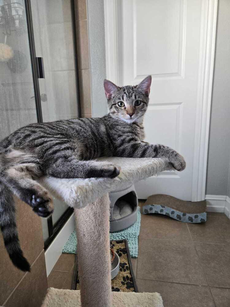 Enlarge Dennis 1046, a Adoptable Domestic Short Hair in Dallas, TX image 2/6