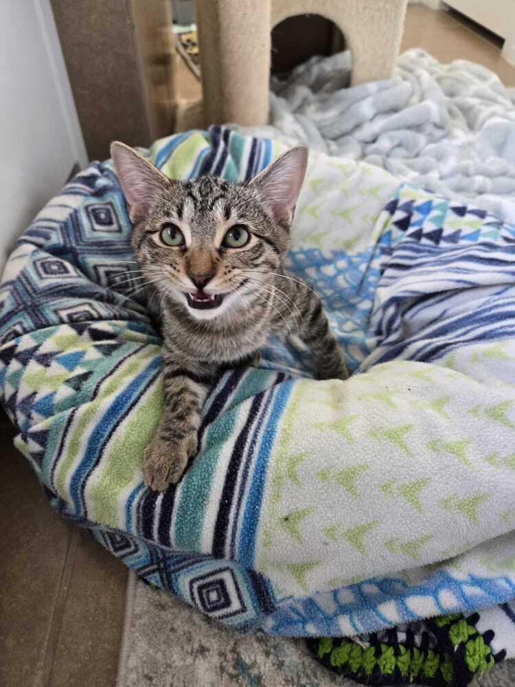 Enlarge Dennis 1046, a Adoptable Domestic Short Hair in Dallas, TX image 3/6