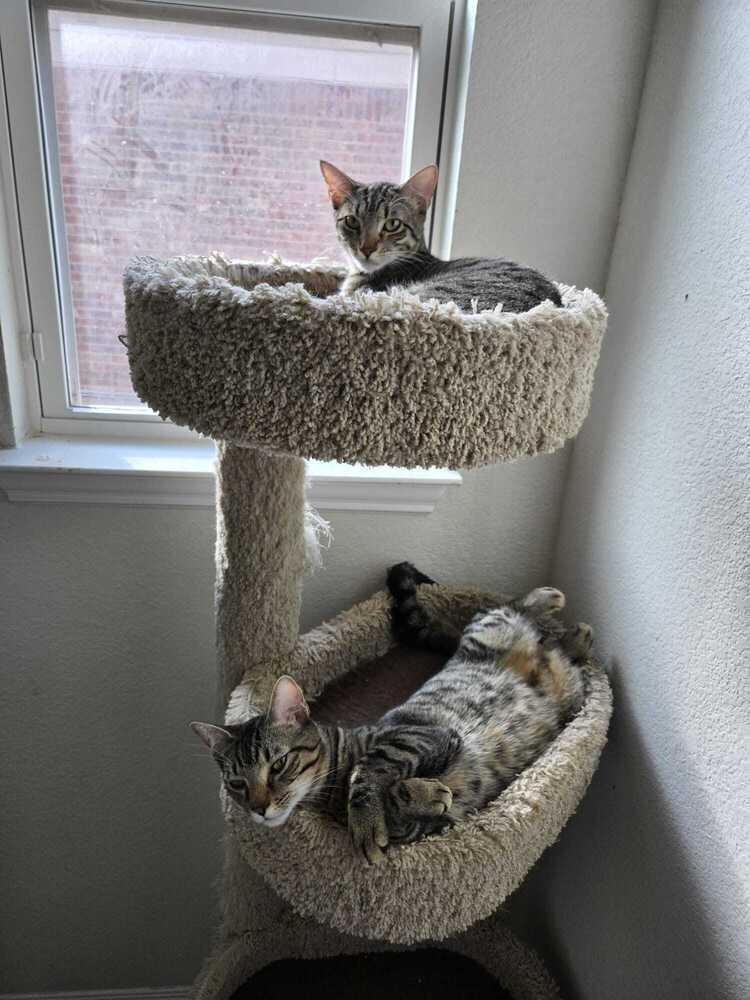 Enlarge Dennis 1046, a Adoptable Domestic Short Hair in Dallas, TX image 4/6