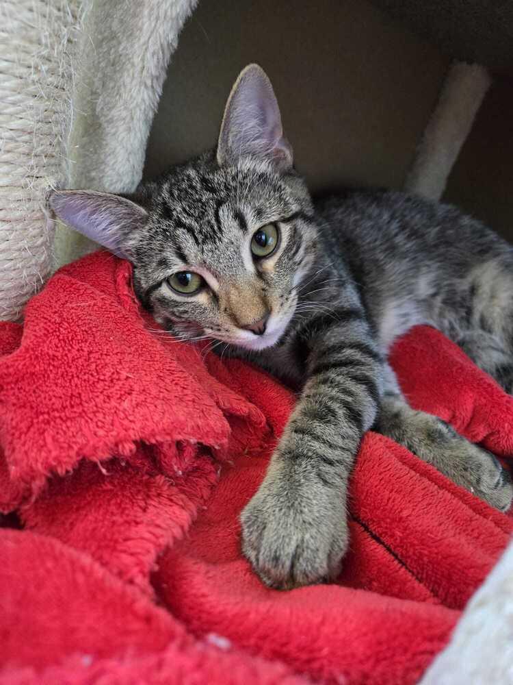 Enlarge Dennis 1046, a Adoptable Domestic Short Hair in Dallas, TX image 6/6