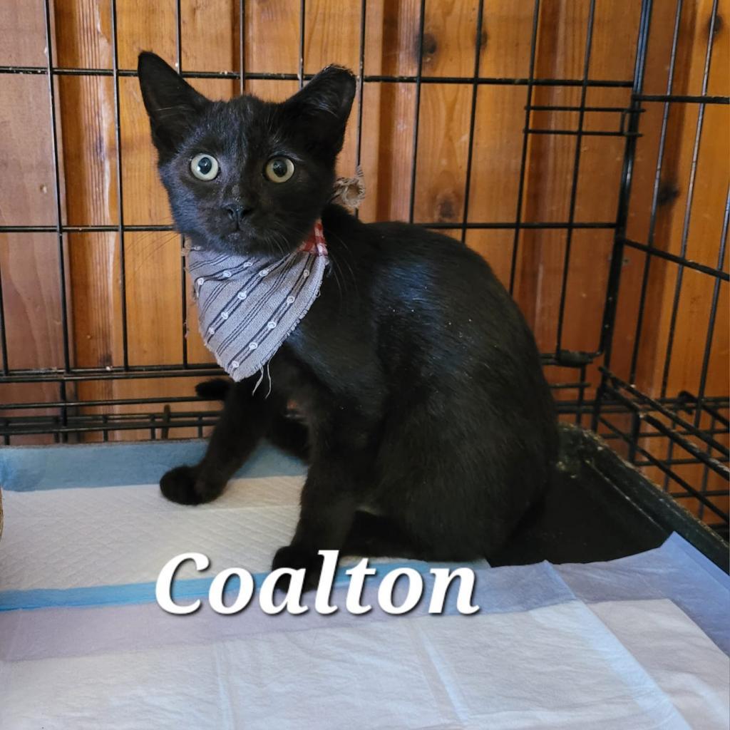 Enlarge Coalton, a Adoptable Domestic Short Hair in Liberty, IN image 1/1