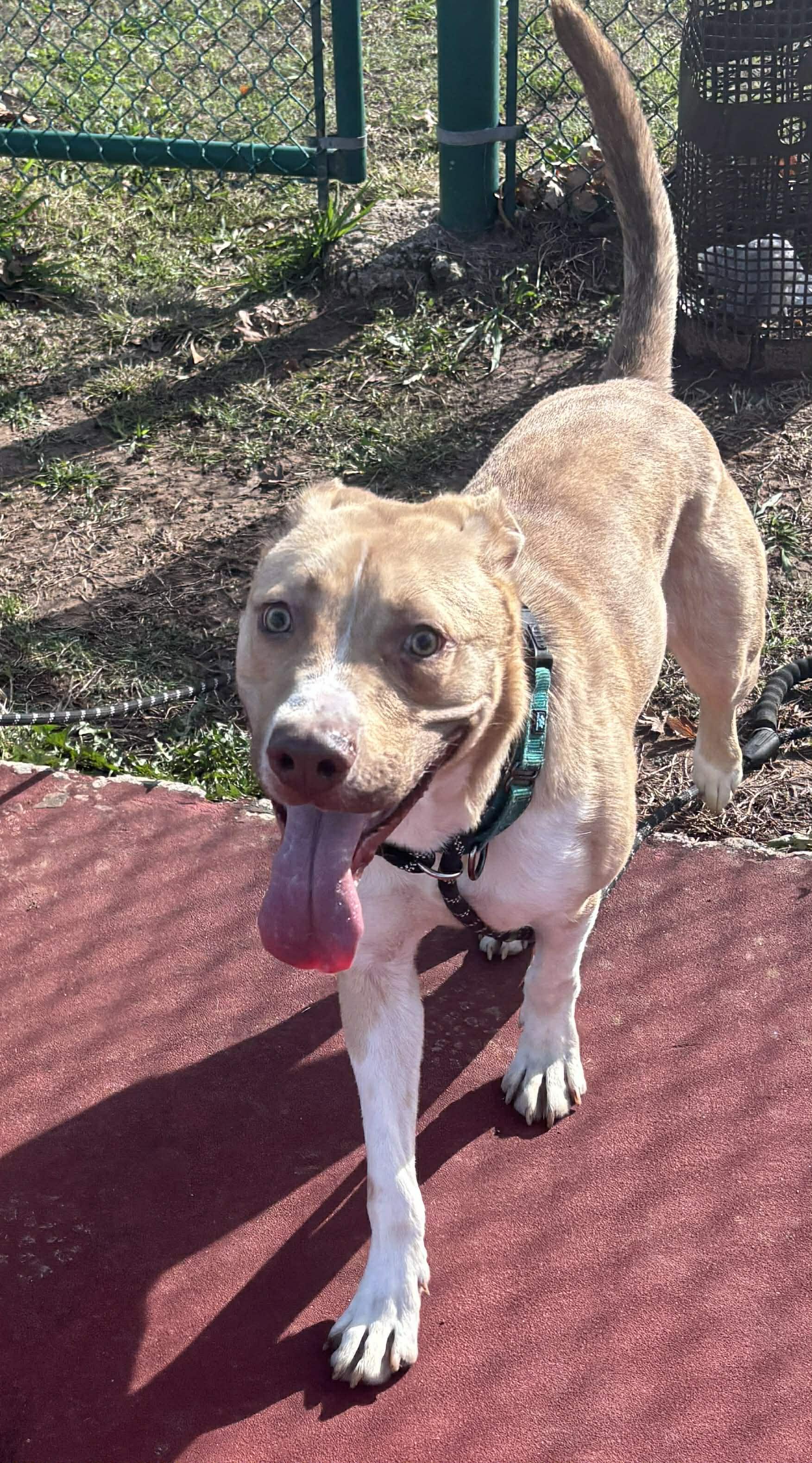 Enlarge Diego, a Adoptable mixed breed in Okemah, OK image 2/6