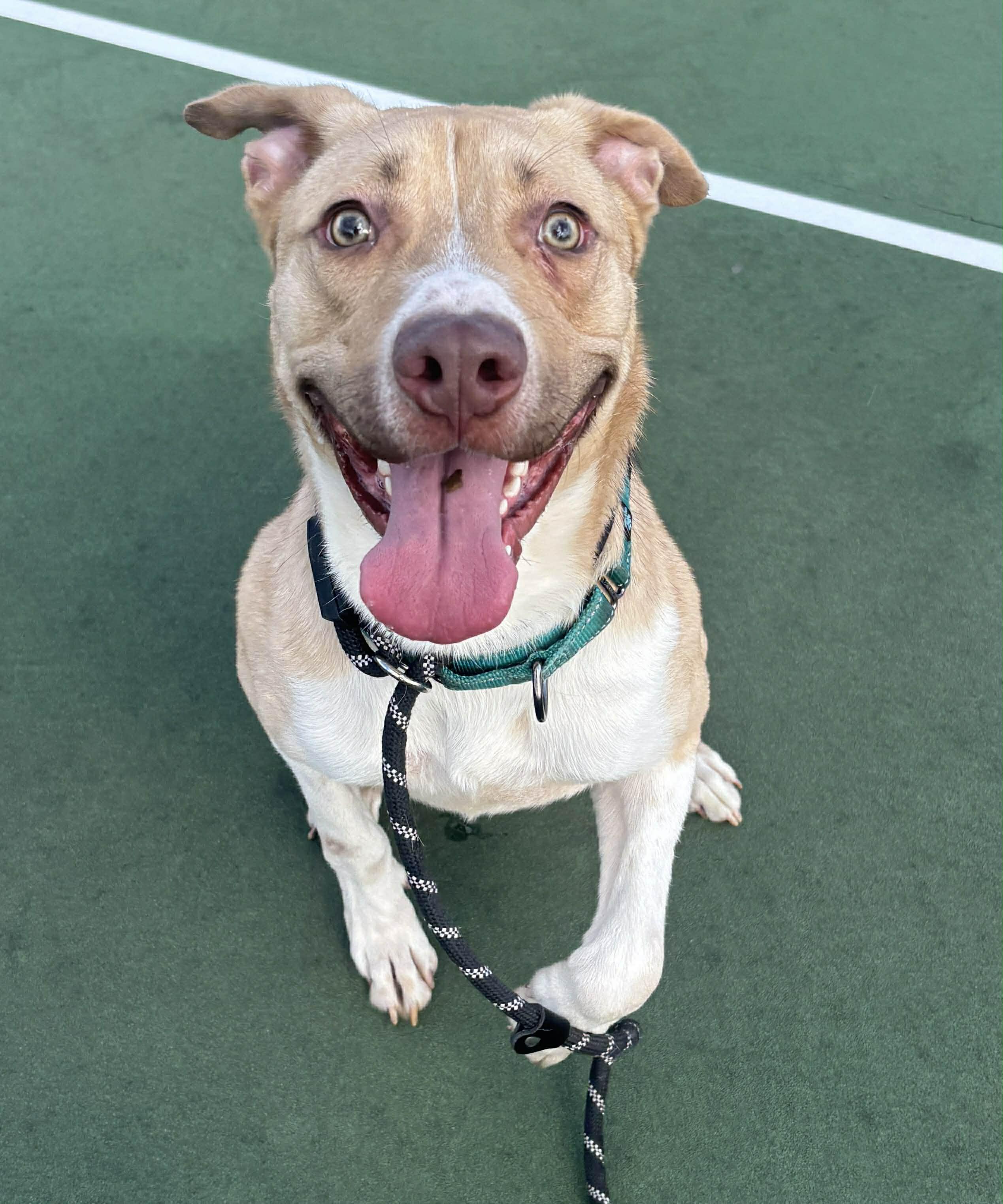 Diego, Adoptable, Young Male Mixed Breed & Terrier.