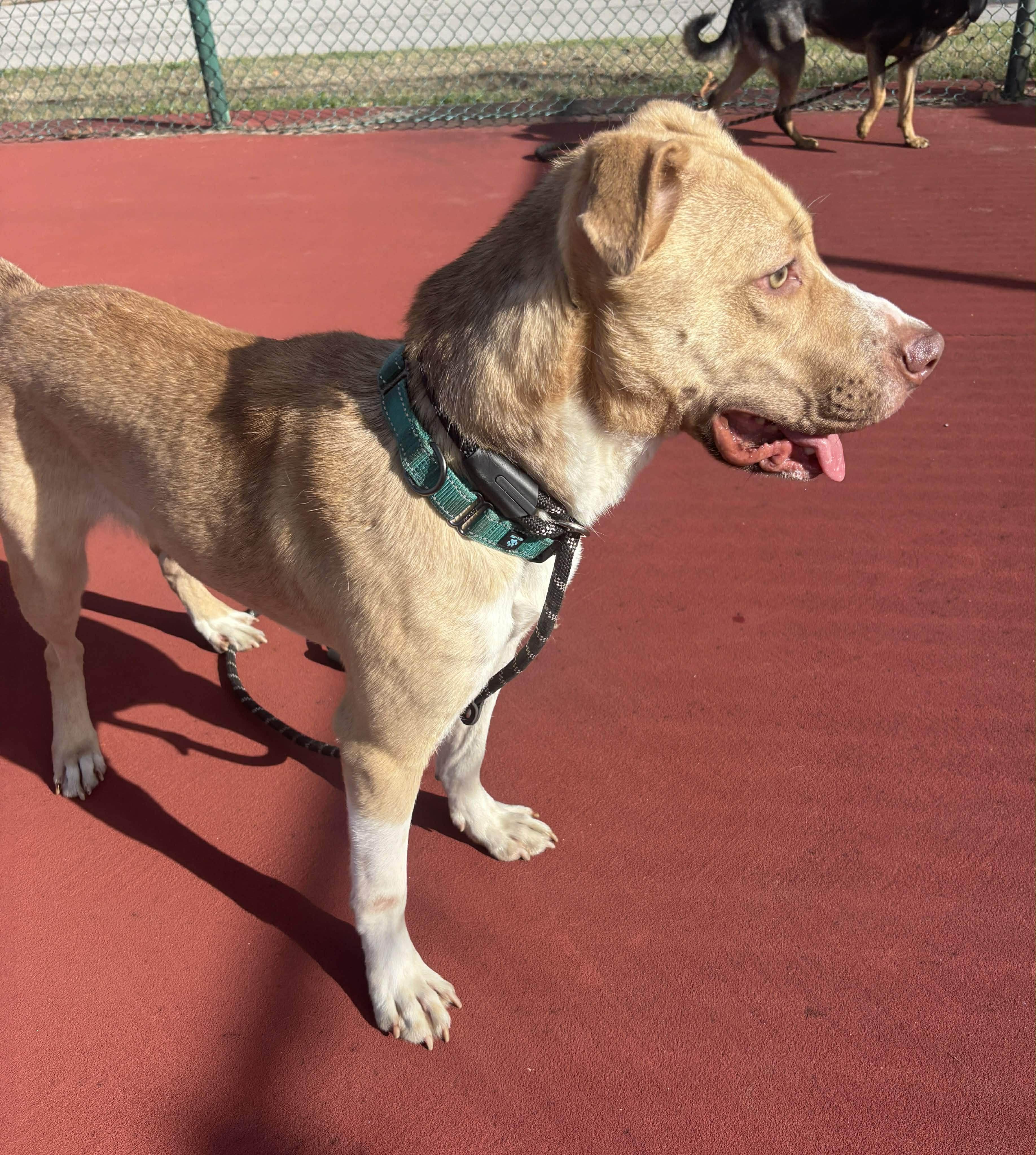 Enlarge Diego, a Adoptable mixed breed in Okemah, OK image 3/6