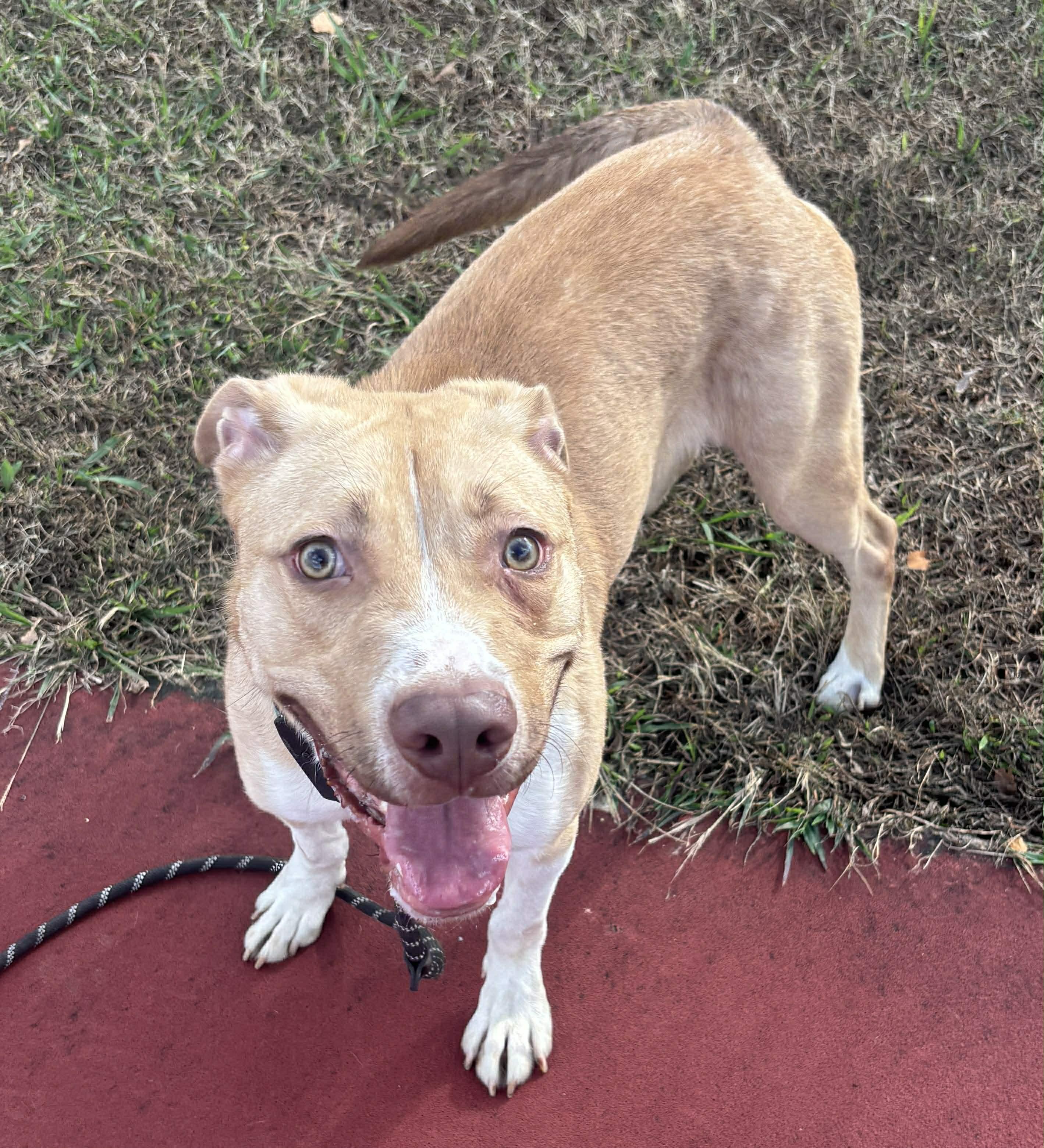 Enlarge Diego, a Adoptable mixed breed in Okemah, OK image 4/6