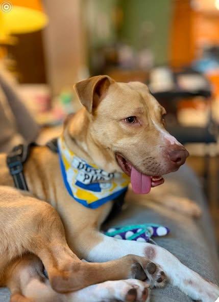 Enlarge Diego, a Adoptable mixed breed in Okemah, OK image 5/6