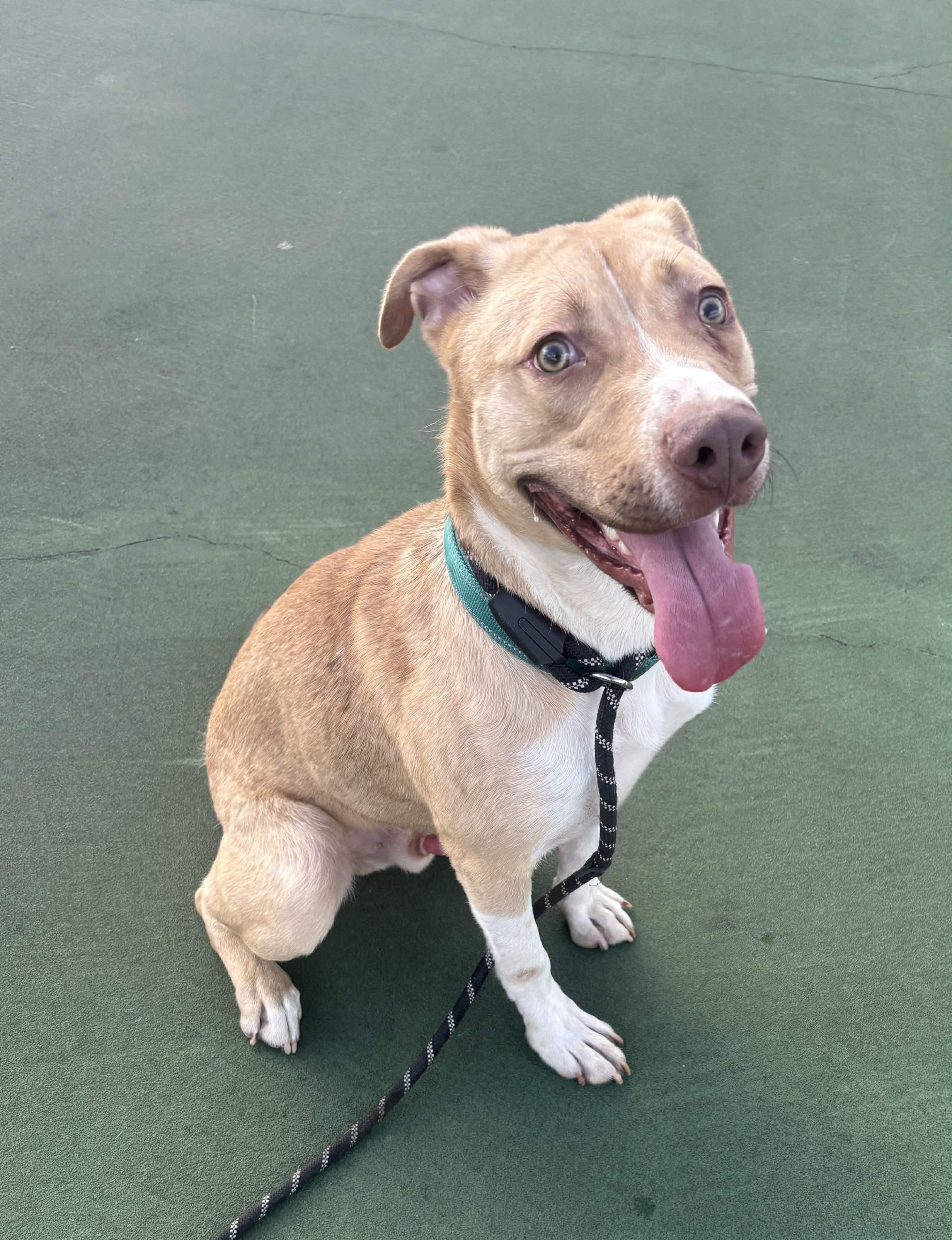 Enlarge Diego, a Adoptable mixed breed in Okemah, OK image 6/6