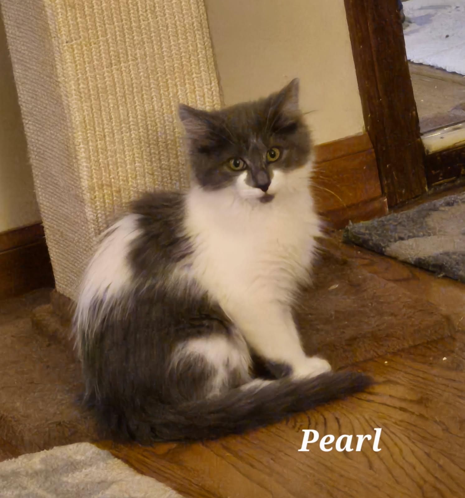 Pearl photo 2