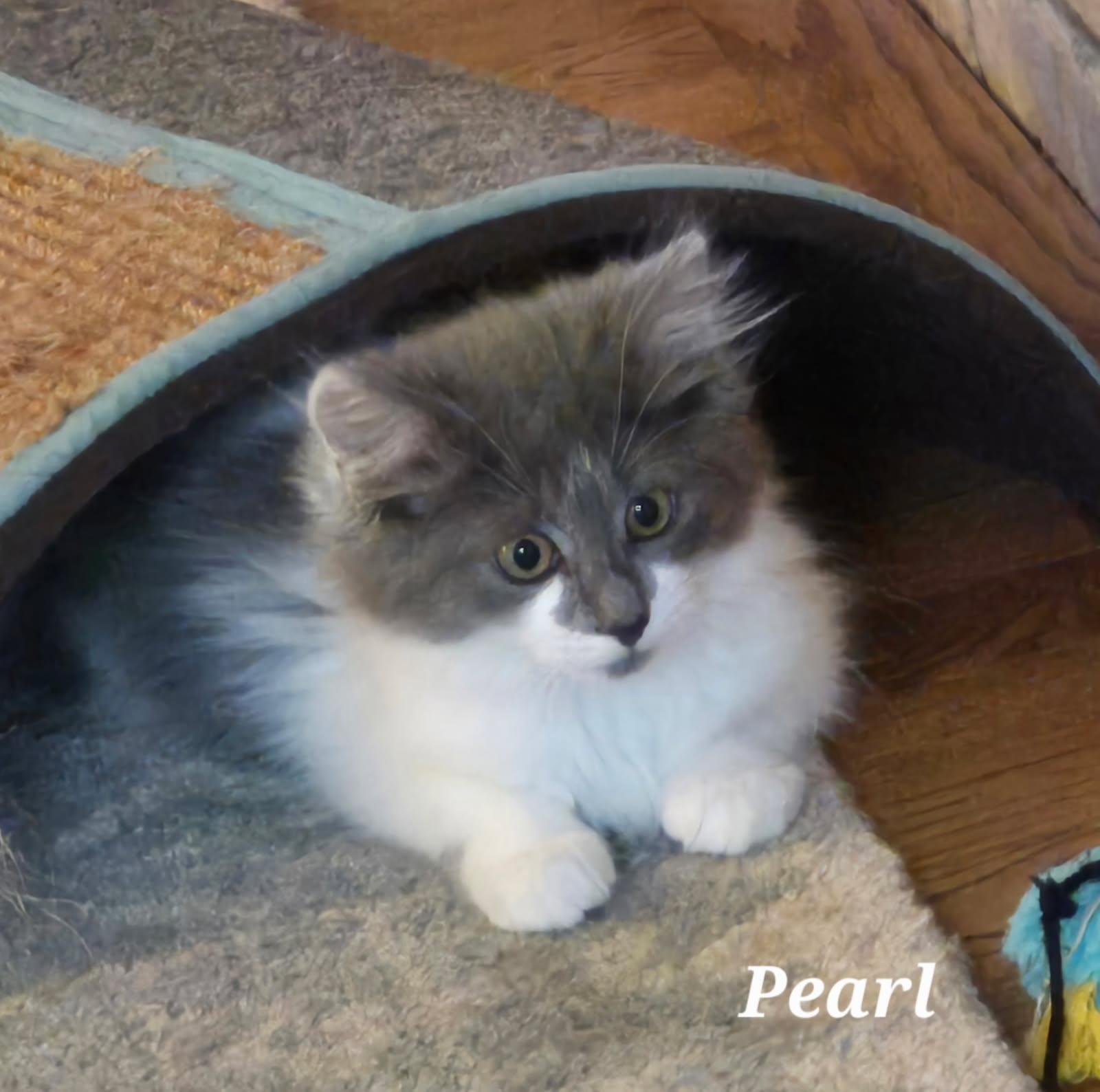 Pearl photo 1