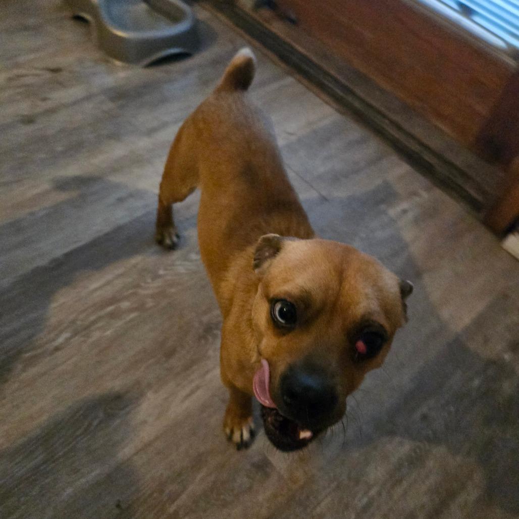 Enlarge Rooster, a Adoptable Jack Russell Terrier in Lima, OH image 2/2