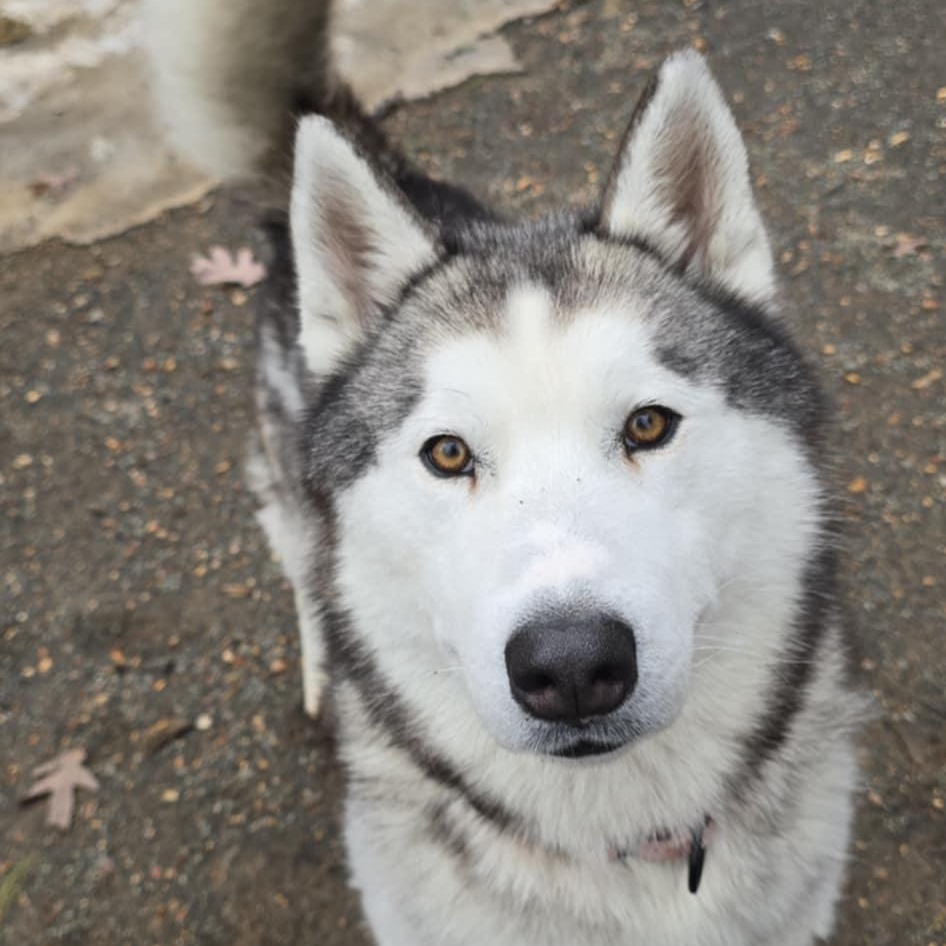 Asher, a ADOPTABLE Husky in Orange, VA image 2/6