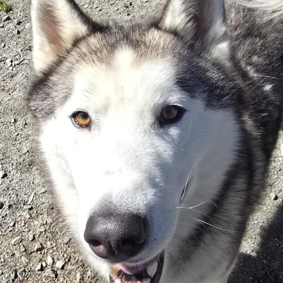 Asher, a ADOPTABLE Husky in Orange, VA image 6/6