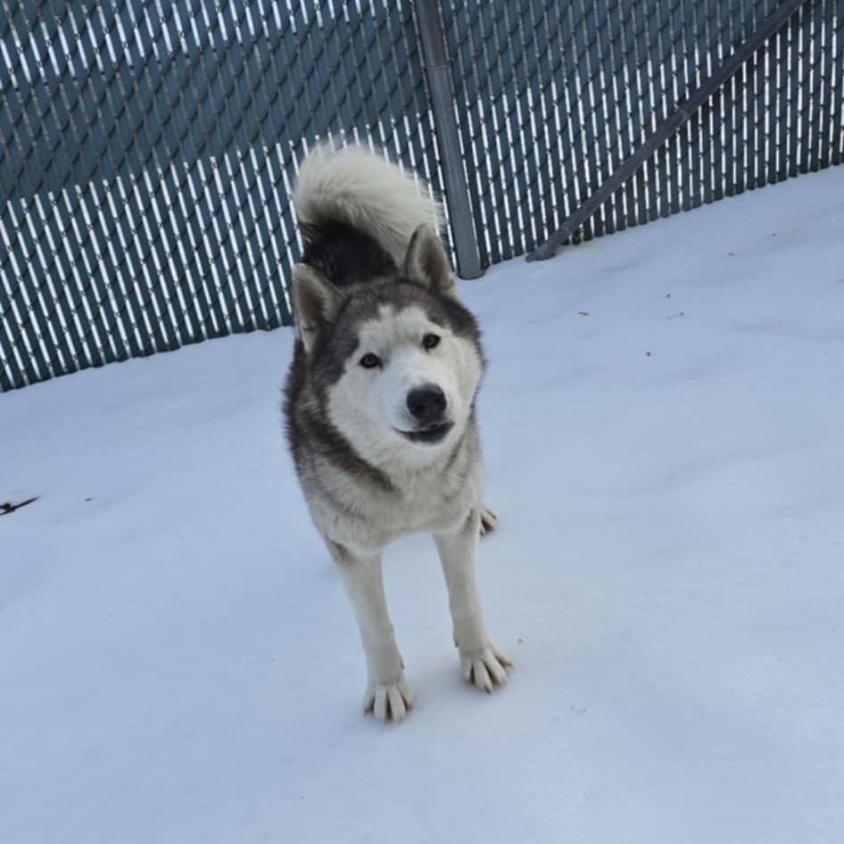 Asher, a ADOPTABLE Husky in Orange, VA image 4/6