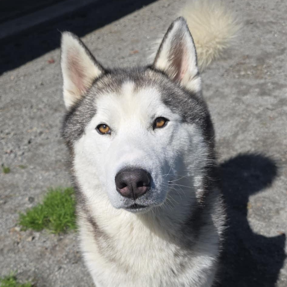 Asher, ADOPTABLE, Adult Male Husky.