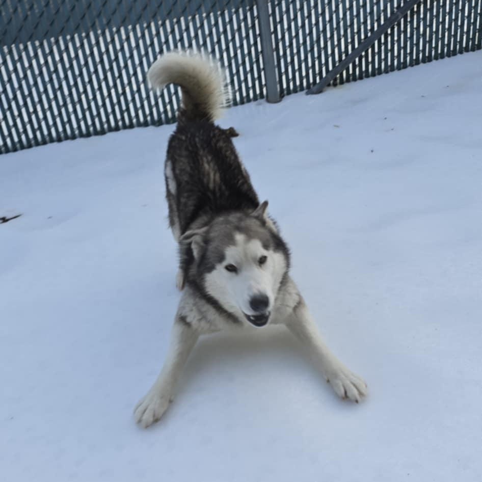 Asher, a ADOPTABLE Husky in Orange, VA image 5/6