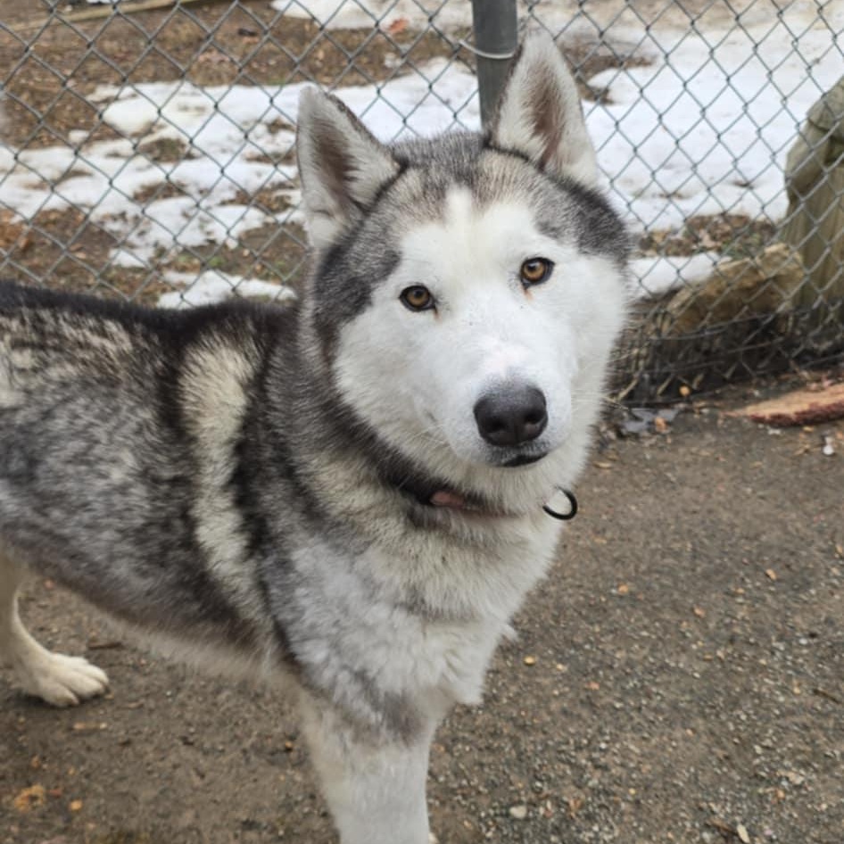 Asher, a ADOPTABLE Husky in Orange, VA image 3/6